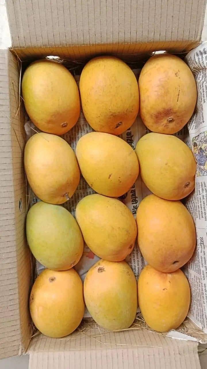 گجر مینگو فارم 3