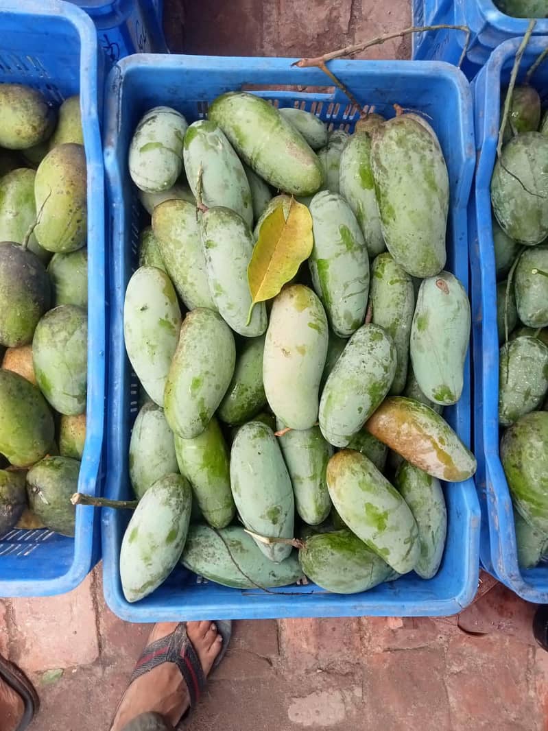 گجر مینگو فارم 6