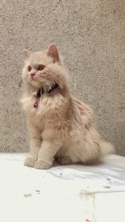 Female Persian Cat for Sale 0|3|0|5|7|9|7|5|6|5|3