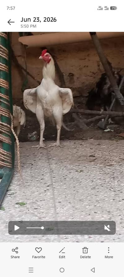 White Aseel male
