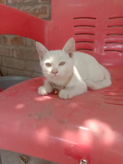 full friendly cat and very healthy and Orange Eyes vaccinationcomplete