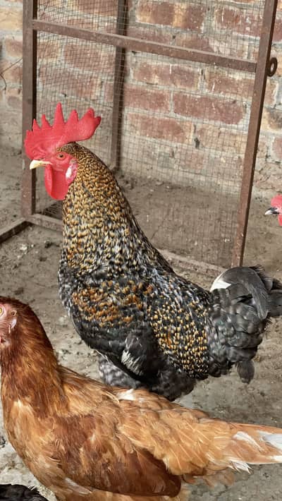 desi murga breeber urjent sale