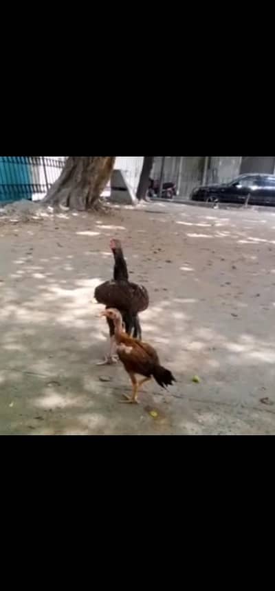 aseell chicken for sale 6 months old