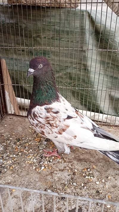 Pigeon Ambersirah female