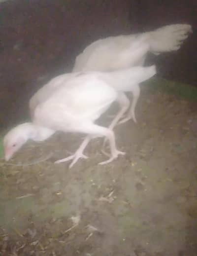 pure pepper whait Heera aseel pair for sale