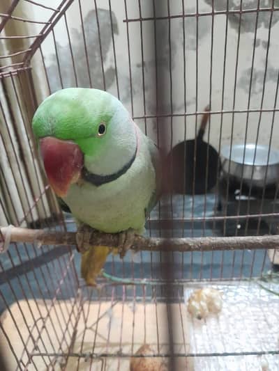 Raw parrot speaking PArrot . 03004012405