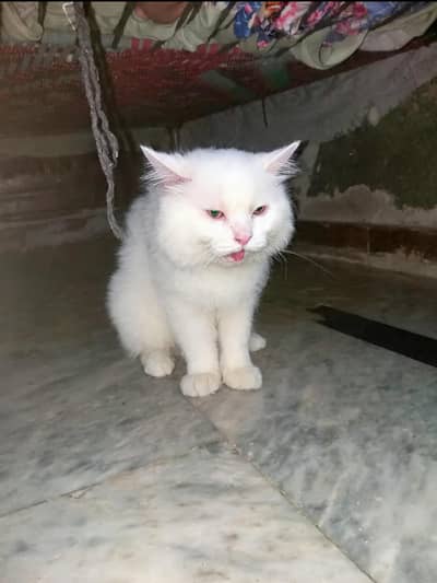 pure white persian female cat