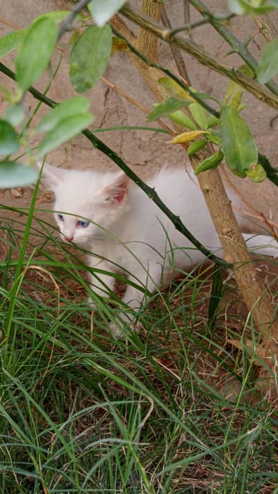 khao manee cat and kittens available for sale