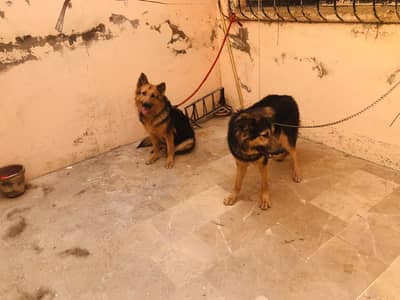 German Shepherd Male Dog | Rocky | 1 Year