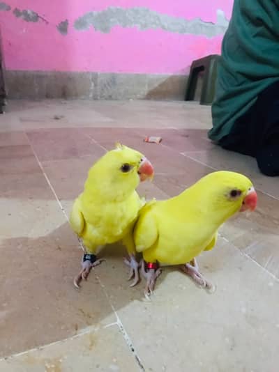 Yellow Rose-ringed Parakeets
