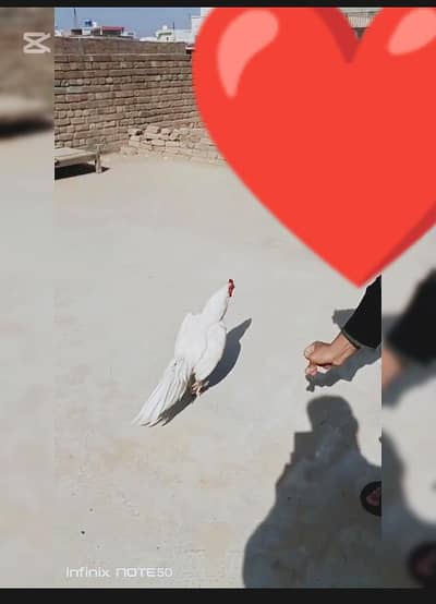 kadi tak ki paper white