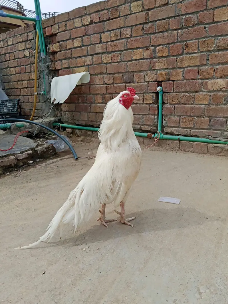 kadi tak ki paper white — photo 2