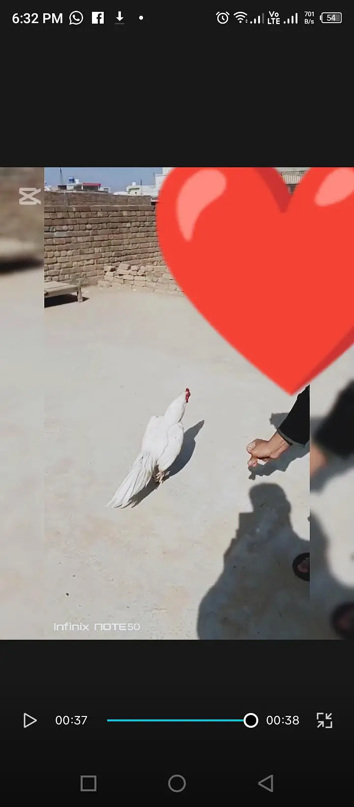 kadi tak ki paper white — photo 7