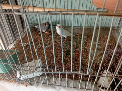 Zebra Finch | Zeke & Pearl ( nick name)