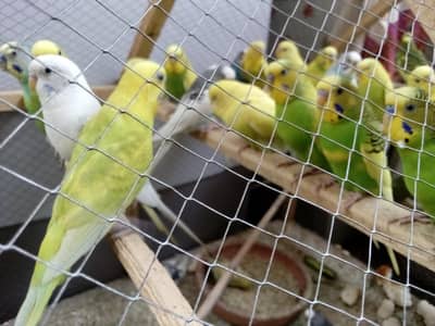 parrot for sale 16 pair