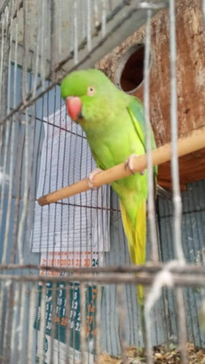 breeder female