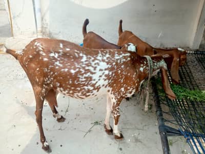 Goat for sale with two male kids age 4months