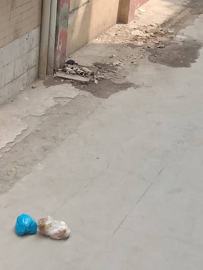 Jo b dog lovers hn wo rabta kre aik mother or 5 pets HN  bina paiso k