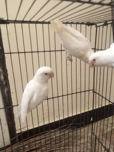 Albino Red eye pair with chick