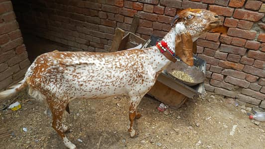 maki chini bakri