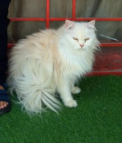 3coated Female cat