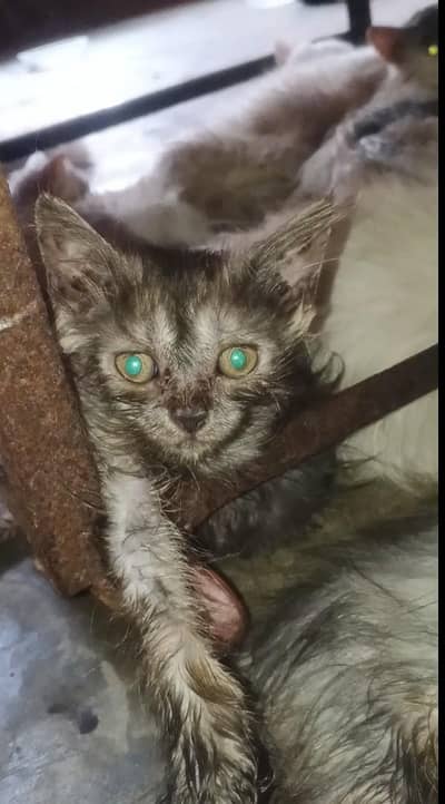 female kitten