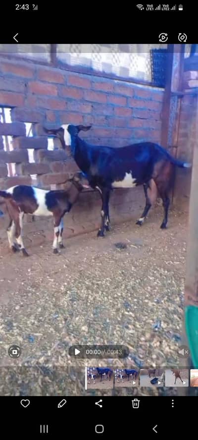 Barbari goat with female kid. kid age 1.5 month for sale