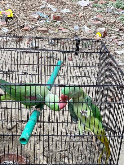 Bolna wala tota jora dono bolta bhe han