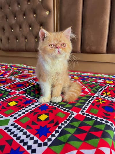 pure persian piki kitten
