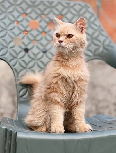 persians Cats