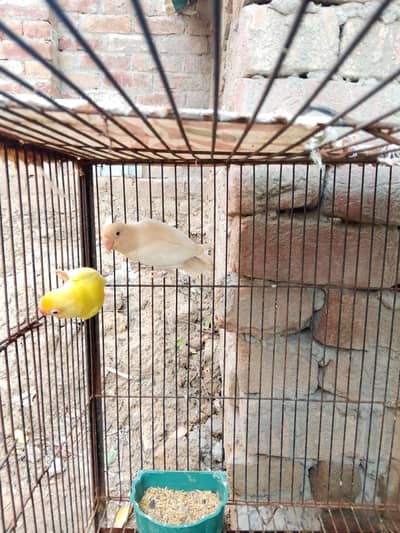 lovebirds and king size budgies for sale
