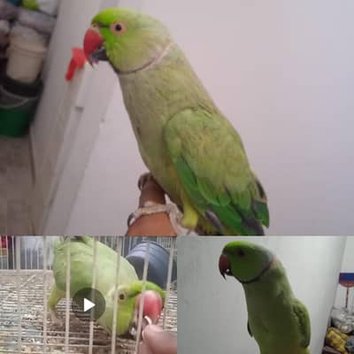 3 ringneck male in 18k tame talking 18k s kum 03701124986