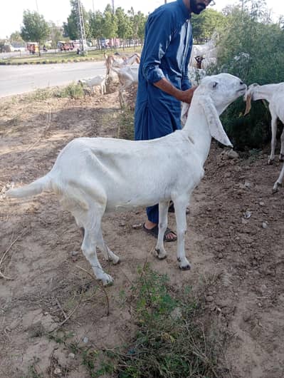 bakri