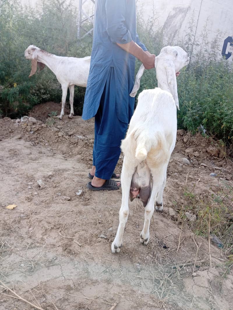 bakri 1