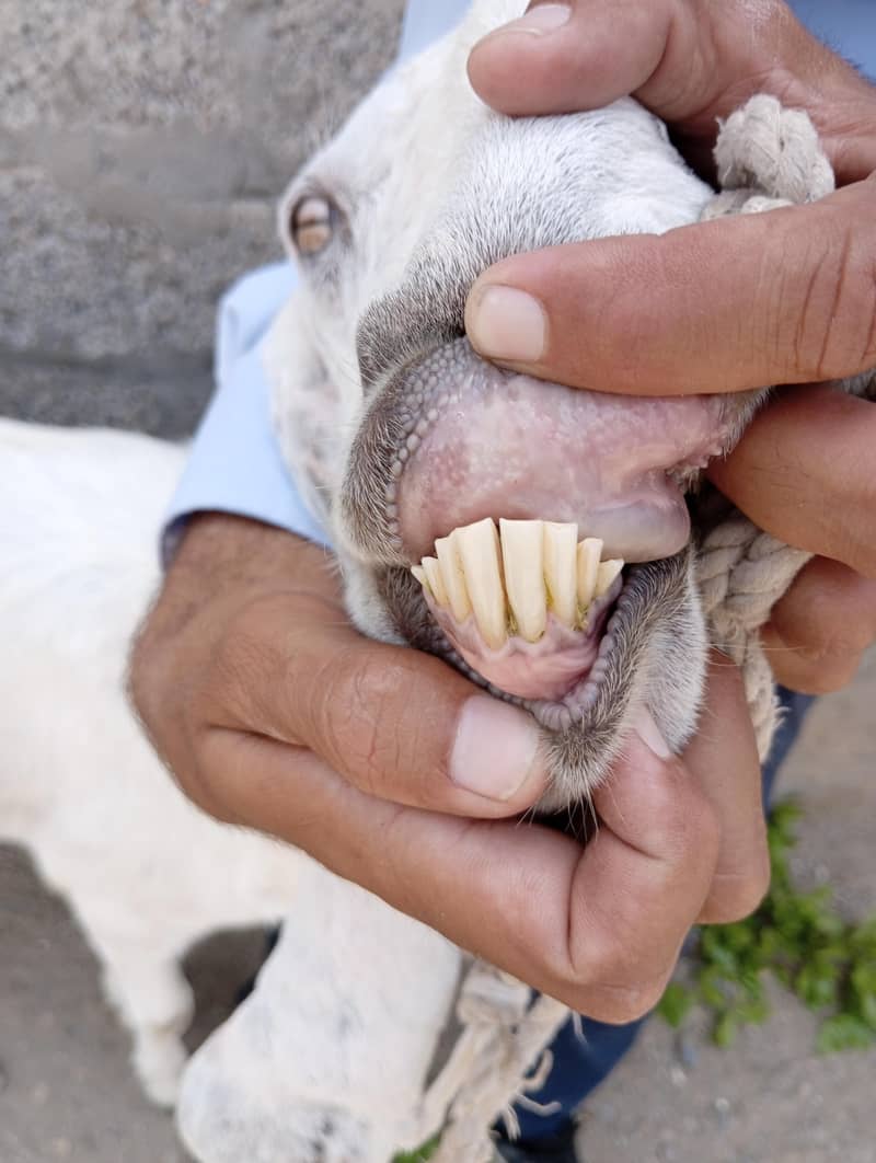 bakri 2
