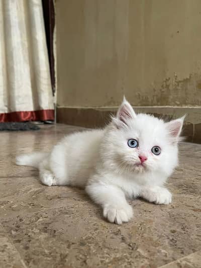 Puree Persian kitten