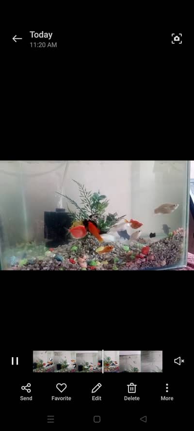 Complete set 1x1 feet aquarium with spunch filter+pump and Fishes