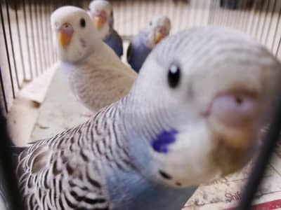 BUDGIES BAJRI