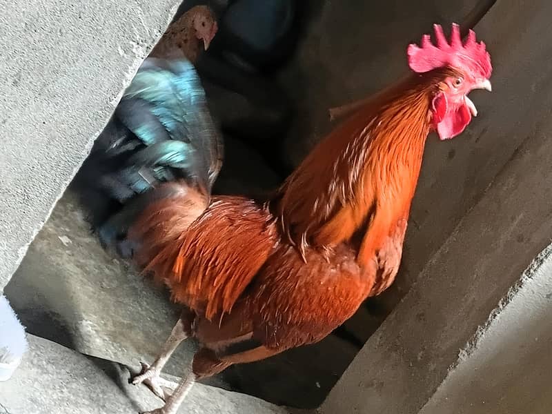 Desi Murga 0