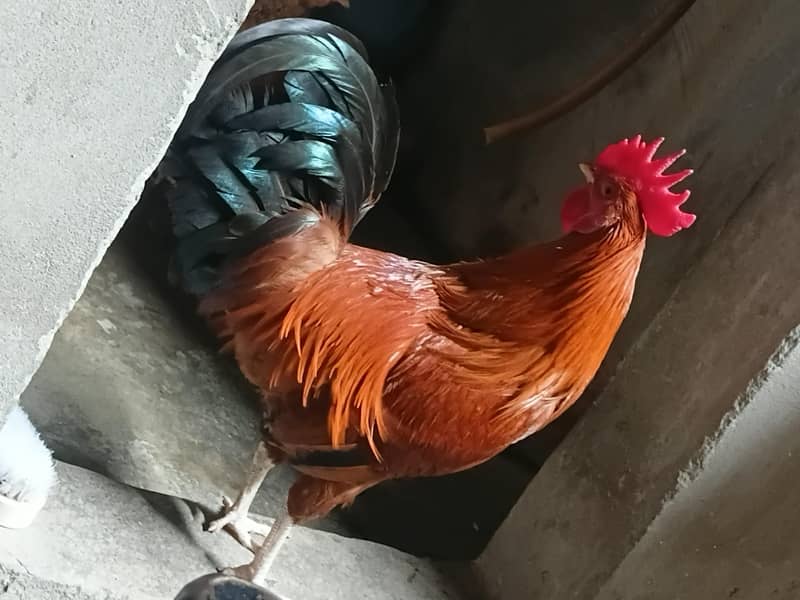 Desi Murga 1