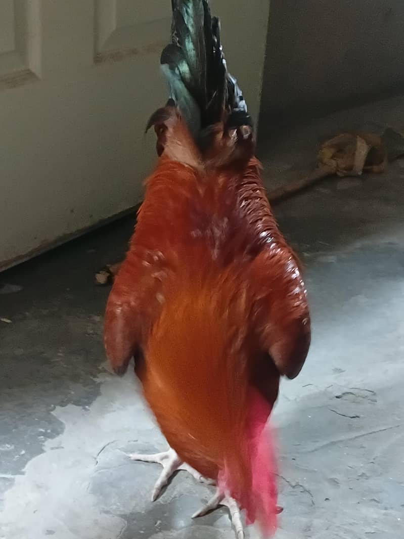 Desi Murga 2