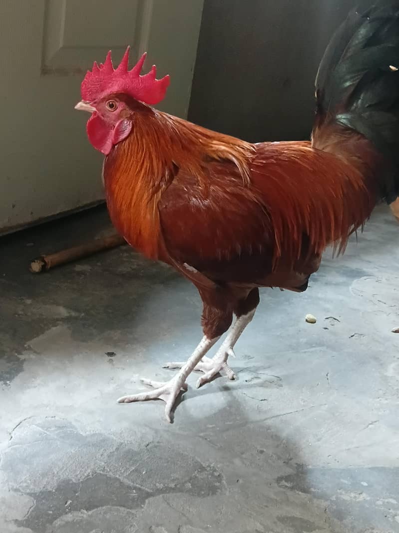 Desi Murga 3