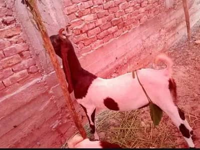Dodh wali kamori bakri