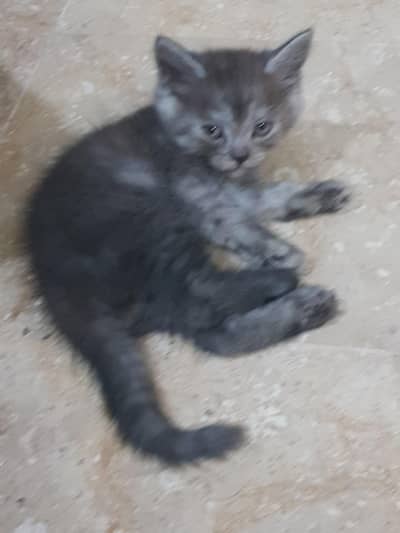 Black and grey Male kitten 03067525713