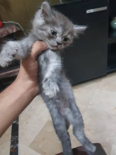 Black and grey Male kitten 03067525713
