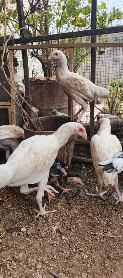 WHITE ASEEL HEERA FOR SALE