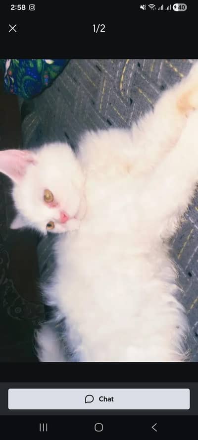 Female Cat For sale