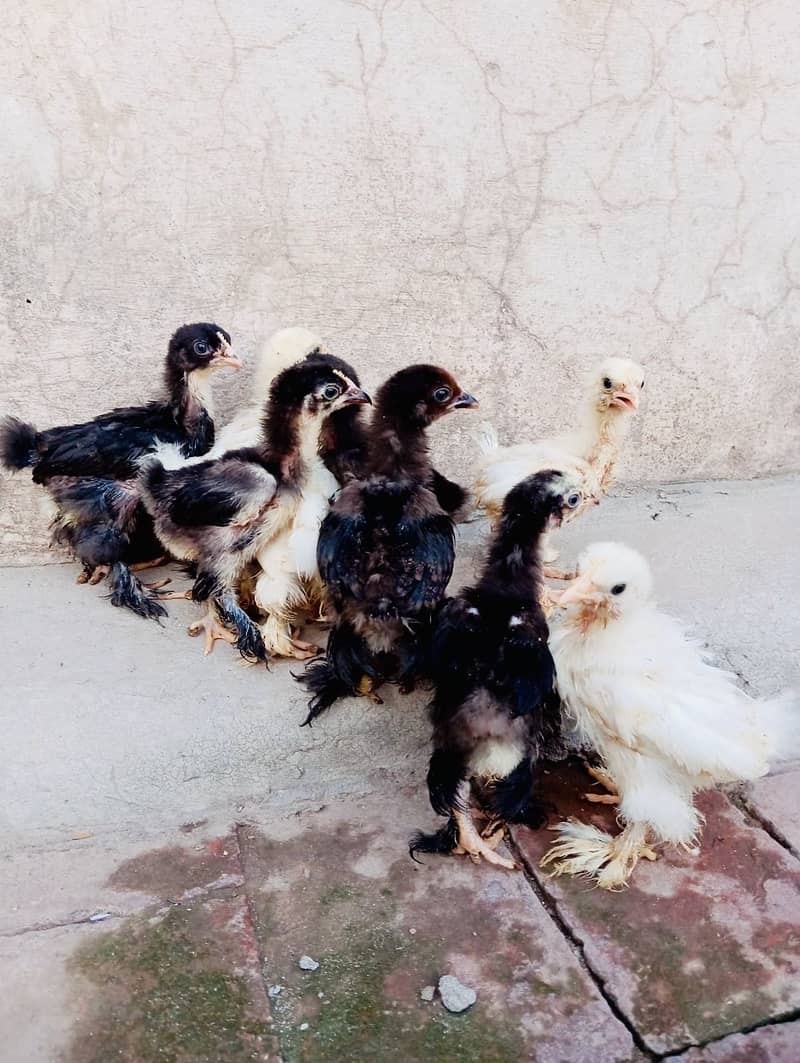 Bantam Chicks 0
