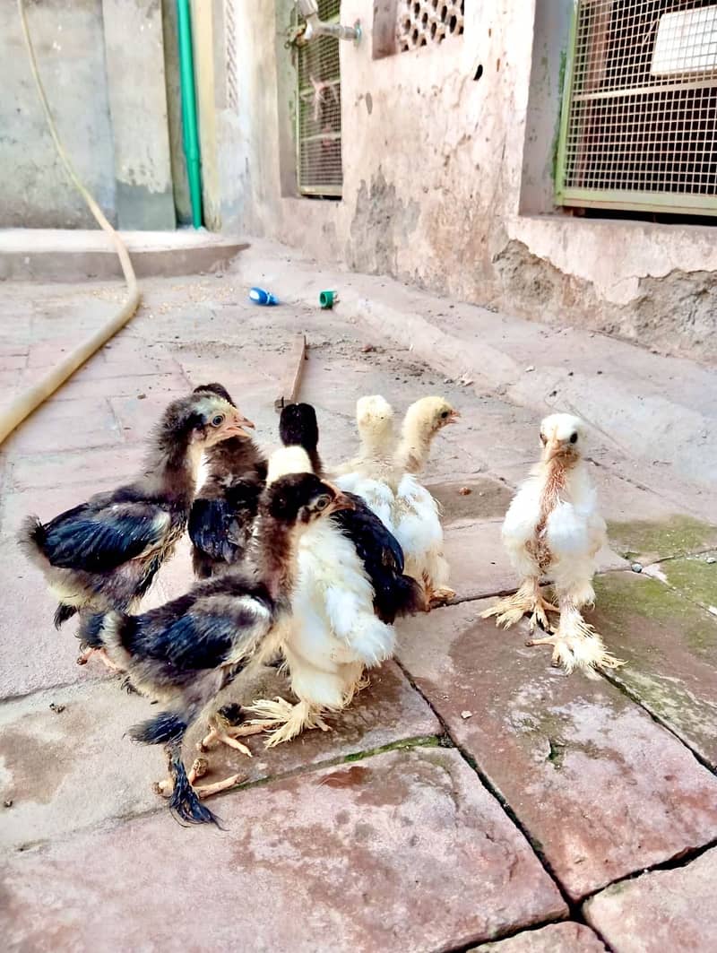 Bantam Chicks 1