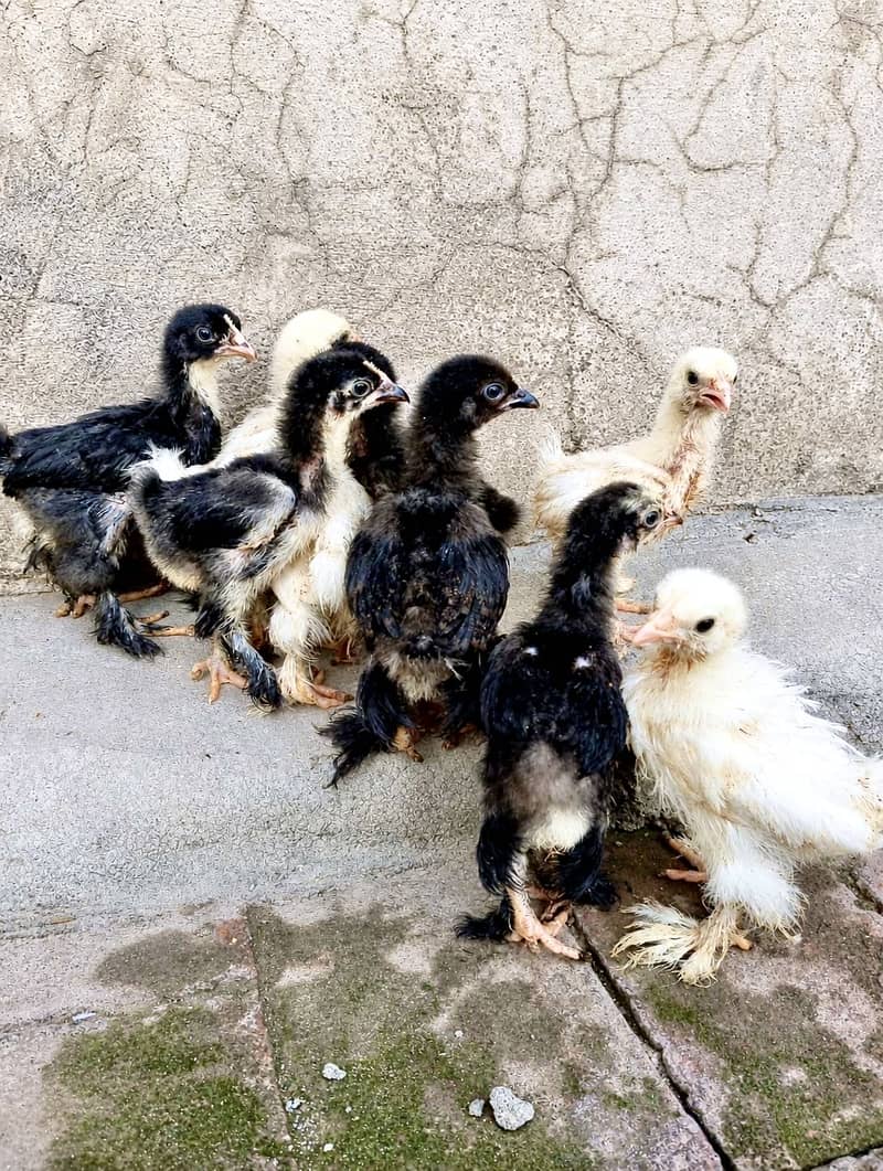 Bantam Chicks 2